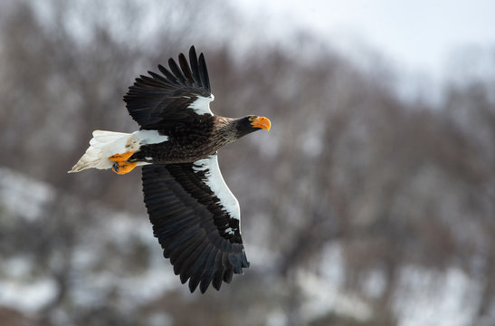 Adult Steller's sea eagle in flight. Winter Mountain background. Scientific name: Haliaeetus pelagicus. Natural Habitat. Winter Season.