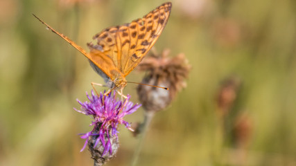 Macro of fritillary butterfly on flower