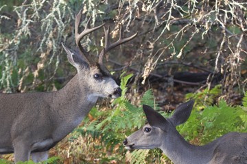 Deer. Shiloh Ranch Regional Park in southeast Windsor includes oak woodlands, forests of mixed evergreens, ridges with sweeping views of the Santa Rosa Plain, canyons, rolling hills, a shaded creek,.