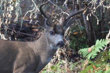 Deer. Shiloh Ranch Regional Park in southeast Windsor includes oak woodlands, forests of mixed evergreens, ridges with sweeping views of the Santa Rosa Plain, canyons, rolling hills, a shaded creek,.