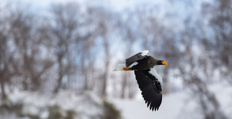 Adult Steller's sea eagle in flight. Winter Mountain background. Scientific name: Haliaeetus pelagicus. Natural Habitat. Winter Season.