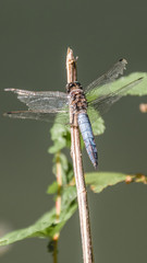 Macro of dragonfly on branch