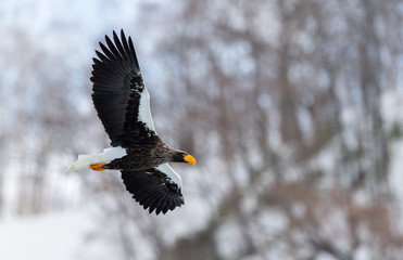 Adult Steller's sea eagle in flight. Winter Mountain background. Scientific name: Haliaeetus pelagicus. Natural Habitat. Winter Season.