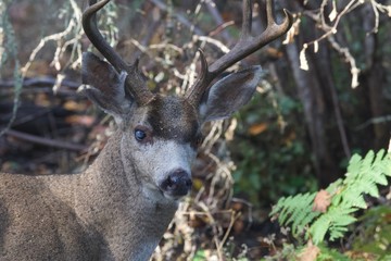 Naklejka na ściany i meble Deer. Shiloh Ranch Regional Park in southeast Windsor includes oak woodlands, forests of mixed evergreens, ridges with sweeping views of the Santa Rosa Plain, canyons, rolling hills, a shaded creek,.