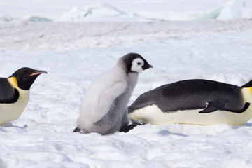 Fototapeta na wymiar Emperor penguin chick in antarctica