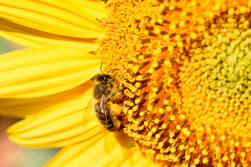 abeja girasol polen