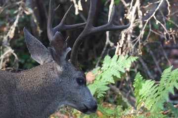 Deer. Shiloh Ranch Regional Park in southeast Windsor includes oak woodlands, forests of mixed evergreens, ridges with sweeping views of the Santa Rosa Plain, canyons, rolling hills, a shaded creek,.