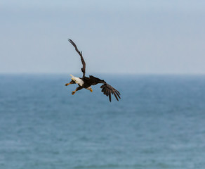 eagle with arched wings diving toward ocean