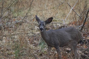 Deer. Shiloh Ranch Regional Park in southeast Windsor includes oak woodlands, forests of mixed evergreens, ridges with sweeping views of the Santa Rosa Plain, canyons, rolling hills, a shaded creek,.