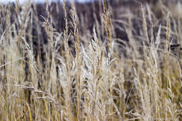Fototapeta premium Dry grass in focus. Bokeh in the background. Autumn landscape