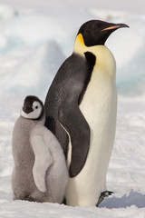 Emperor penguin chick in antarctica