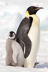 Fototapeta premium Emperor penguin chick in antarctica