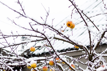 yellow apple on a branch in the snow in winter, there is toning.