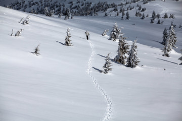 Snowy fir trees