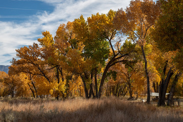 yellow autumn leaves on trees in Eastern Sierra Nevada