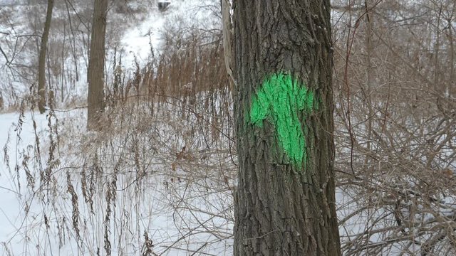Green arrow on tree with slow motion snow falling. Medium shot. Don Valley, Toronto. Handheld shot with stabilized camera.