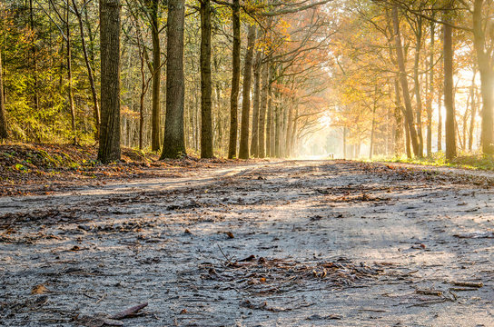 Low angle view of a dirt road in a forest near Zundert, The Netherlands with sun shining through the trees still carrying leaves in mid November