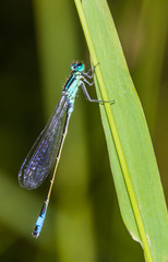 Macro of dragonflies on leaf