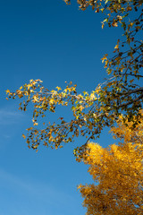 Fototapeta premium yellow autumn leaves on trees in Eastern Sierra Nevada