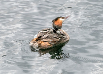 great crested grebe with two chicks on back