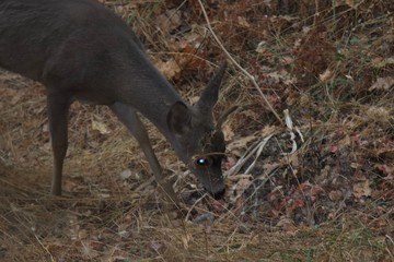 Deer. Shiloh Ranch Regional Park in southeast Windsor includes oak woodlands, forests of mixed evergreens, ridges with sweeping views of the Santa Rosa Plain, canyons, rolling hills, a shaded creek,.