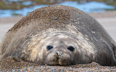 Lounging. A mother elephant seal at rest on a beach in Argentina