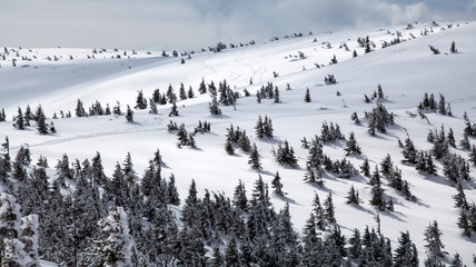 Snowy fir trees
