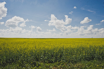Endless canola field and blue sky 1846.