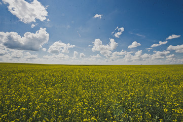 Endless canola field and blue sky 1845.