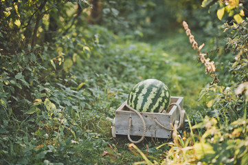 Juicy watermelon is in the cart 1886.
