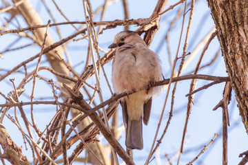 Phylloscopus sibilatrix on branch