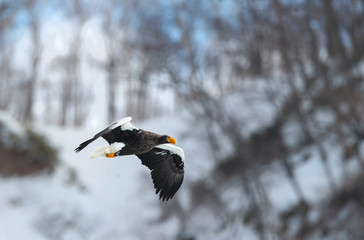 Adult Steller's sea eagle in flight. Winter Mountain background. Scientific name: Haliaeetus pelagicus. Natural Habitat. Winter Season.