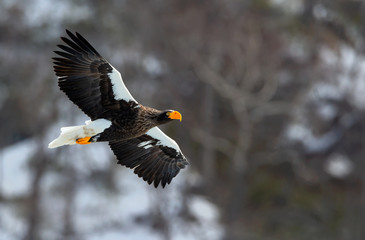 Adult Steller's sea eagle in flight. Winter Mountain background. Scientific name: Haliaeetus pelagicus. Natural Habitat. Winter Season.