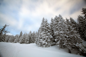 Snowy fir trees