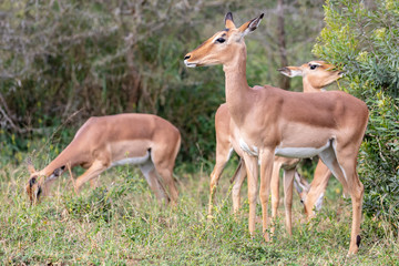 Impala 4