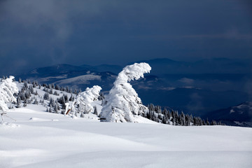 Fototapeta premium Snowy fir trees