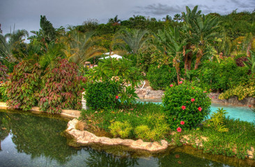 Obraz premium River in the park with palms, Tenerife, Canarian Islands