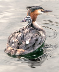 great crested grebe with chick