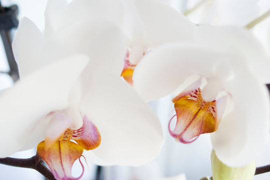 Three orchid flowers