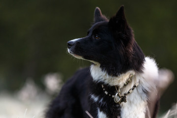 Border Collie am Herbstmorgen