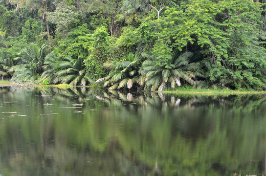 Selva tropical cerca del Canal de Panamá