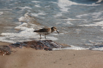 Alpenstrandläufer