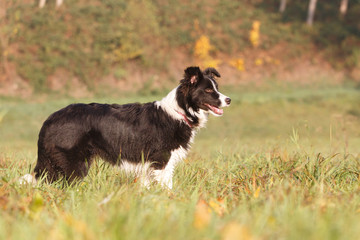 Border Collie im Herbst