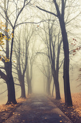 Autumn foggy tree alley in the park on a misty day in Krakow, Poland