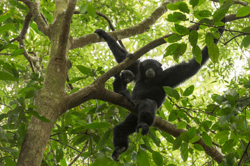 Schwarzhandgibbon im Dschungel von Sumatra