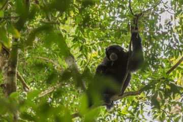 Schwarzhandgibbon im Dschungel von Sumatra