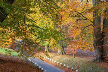 Naklejka premium Autumn Colour Display