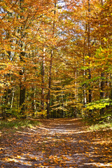 Fototapeta na wymiar Road through a colorful beech forest in a sunny autumn day.