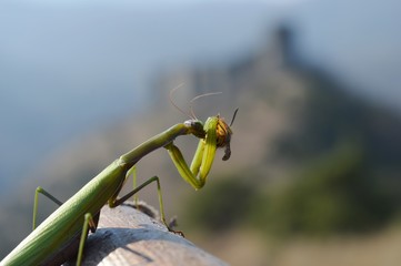 mantis caught a wasp
