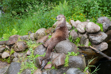 Naklejka na ściany i meble Wild otter sitting on rocks in a stream